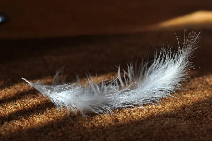 Nettoyage de tapis à Villefranche après le passage d’un chien – AC Services