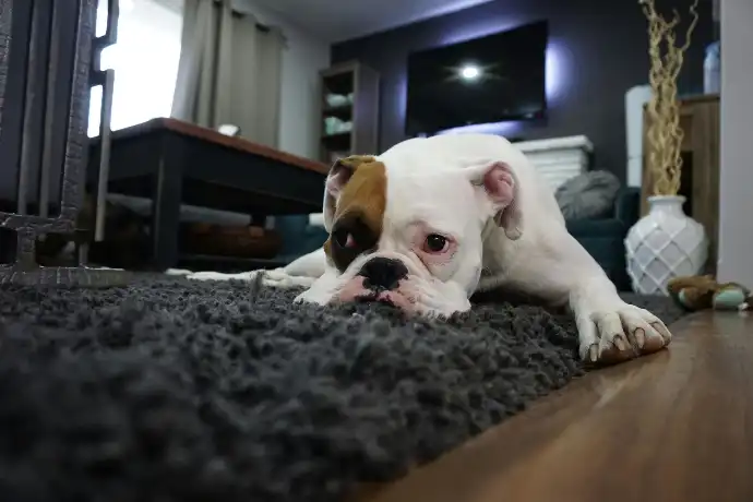 Chien allongé sur un tapis propre après un lavage à Villefranche-sur-Saône